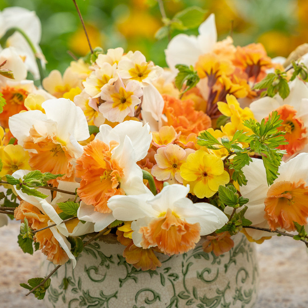 Buy Narcissus 'Precocious' | Large-cupped Daffodil | Sarah Raven