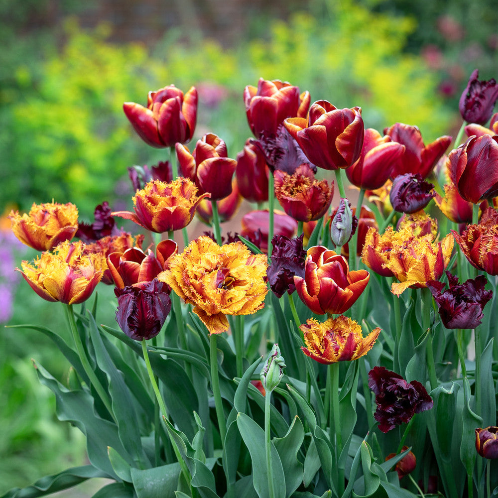 Silk Brocade Tulip Mix