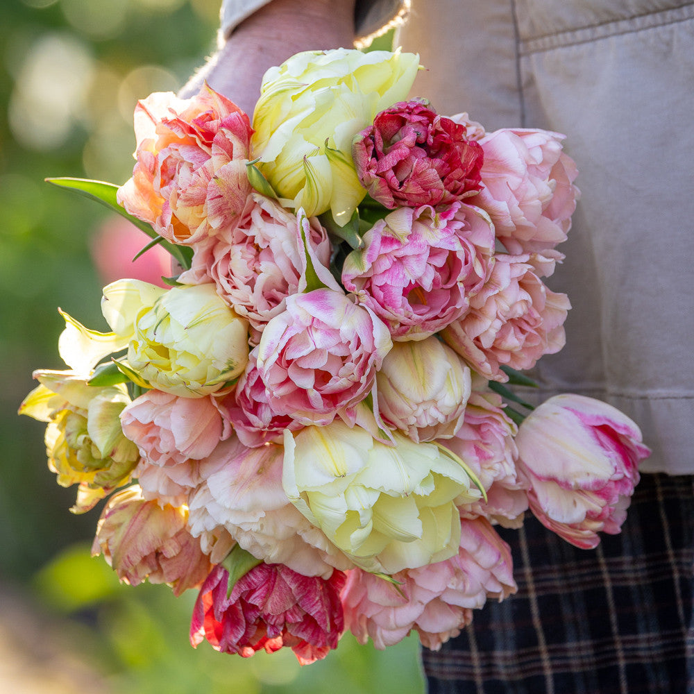 Tulips as Peonies Collection