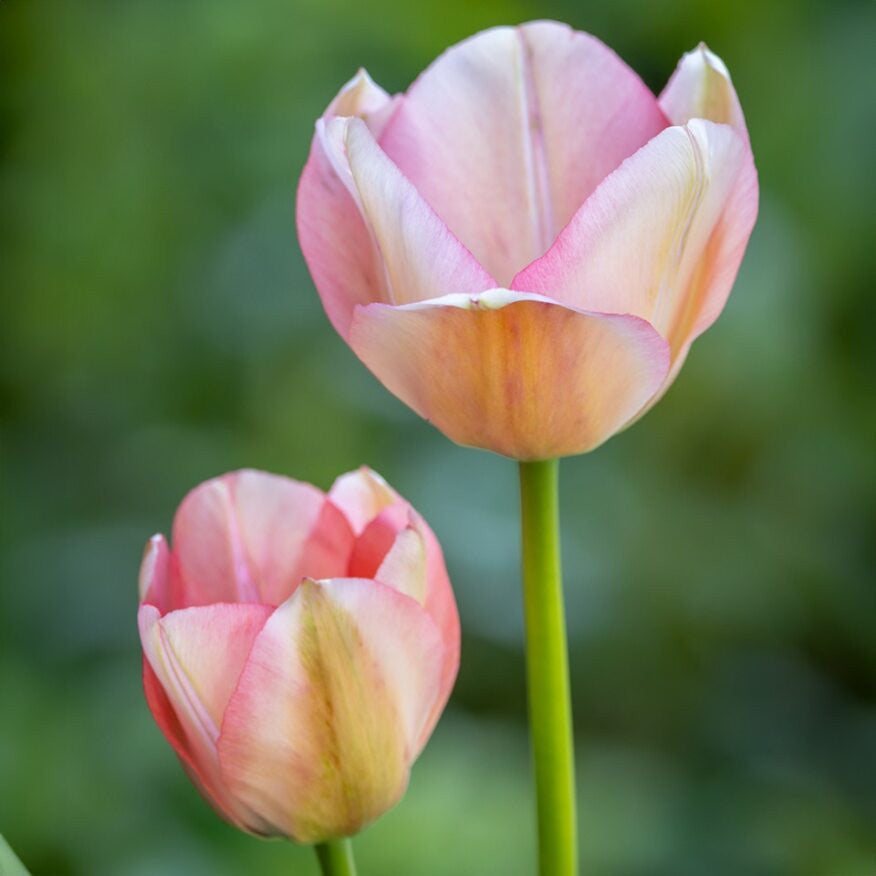 Tulip 'Bella Blush'