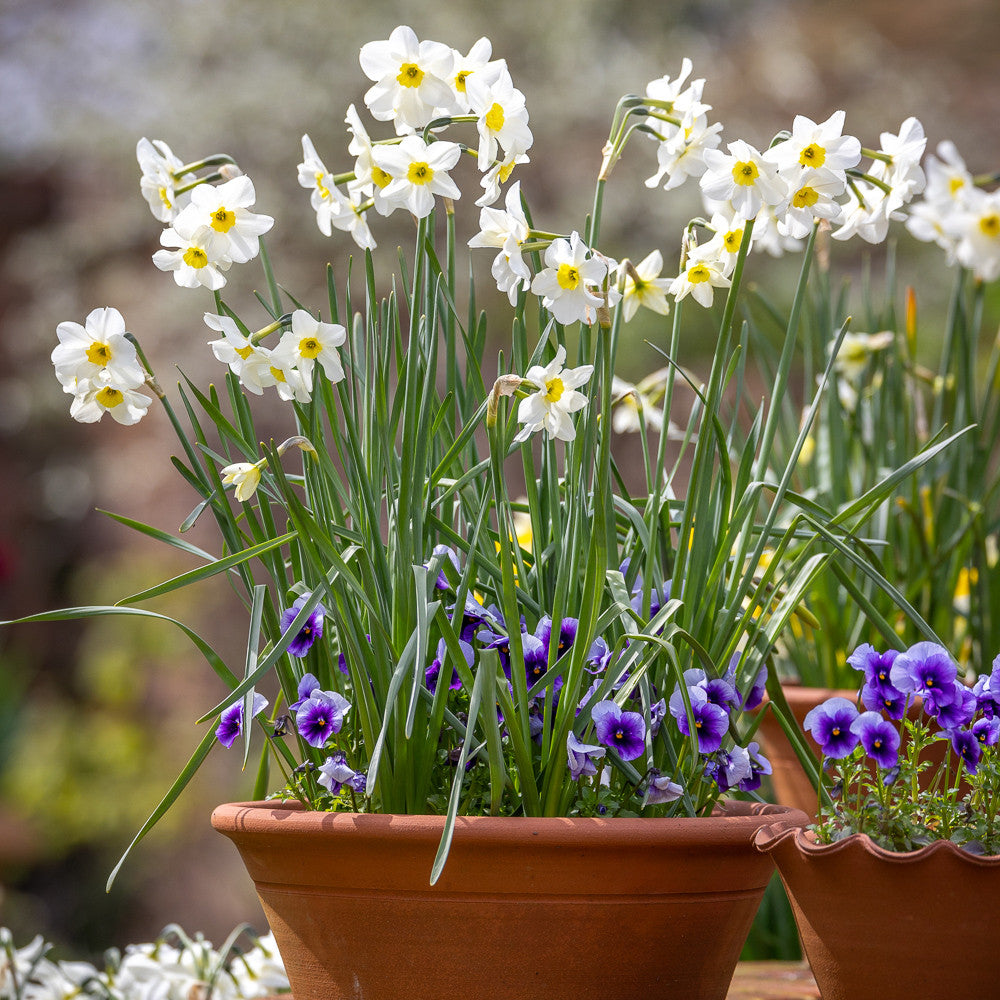 Narcissus 'Lieke'
