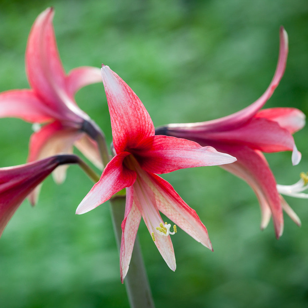 Buy Amaryllis ' Santa Rosa' | Amaryllis | Sarah Raven
