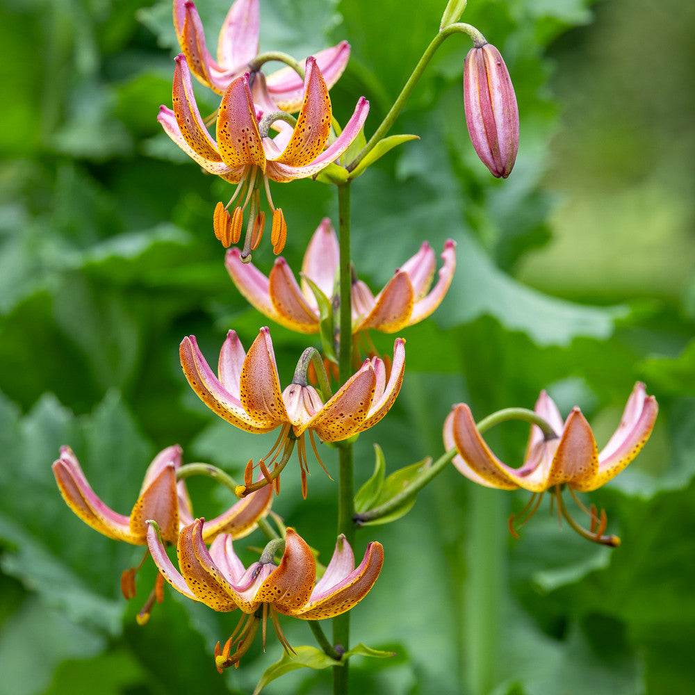 Lilium 'Manitoba Morning' (Martagon)