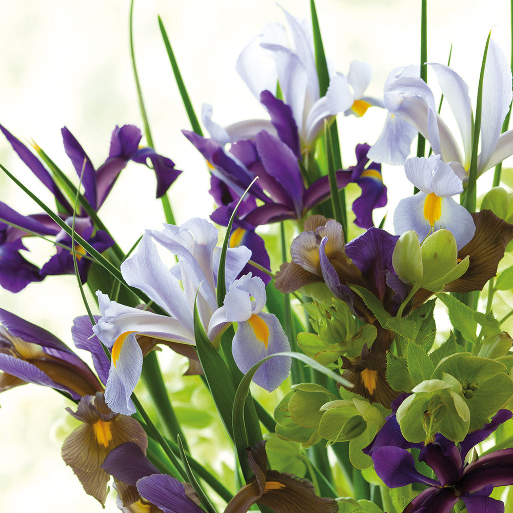 Buy Dutch Iris Mix | Dutch Iris | Sarah Raven