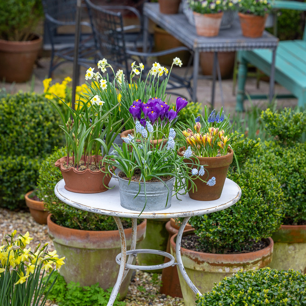 Town Garden Spring Succession Bulb Collection