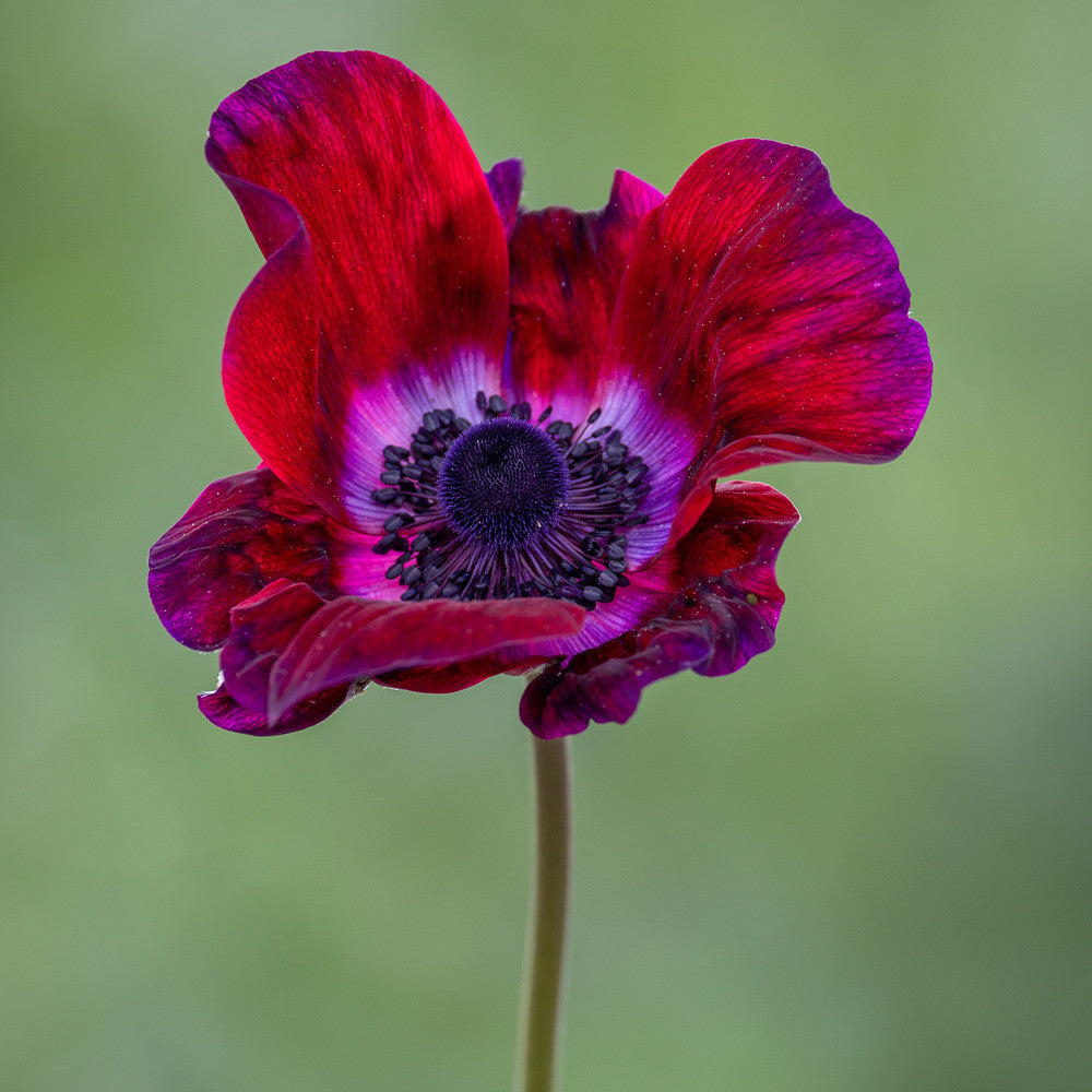 Anemone coronaria 'Mistral Bordeaux'