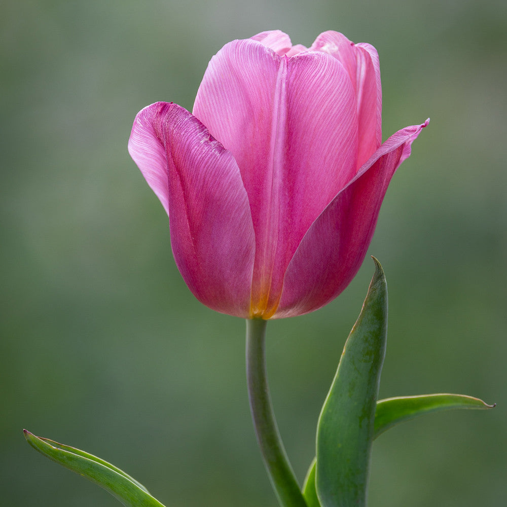 Mellow Tulip Collection