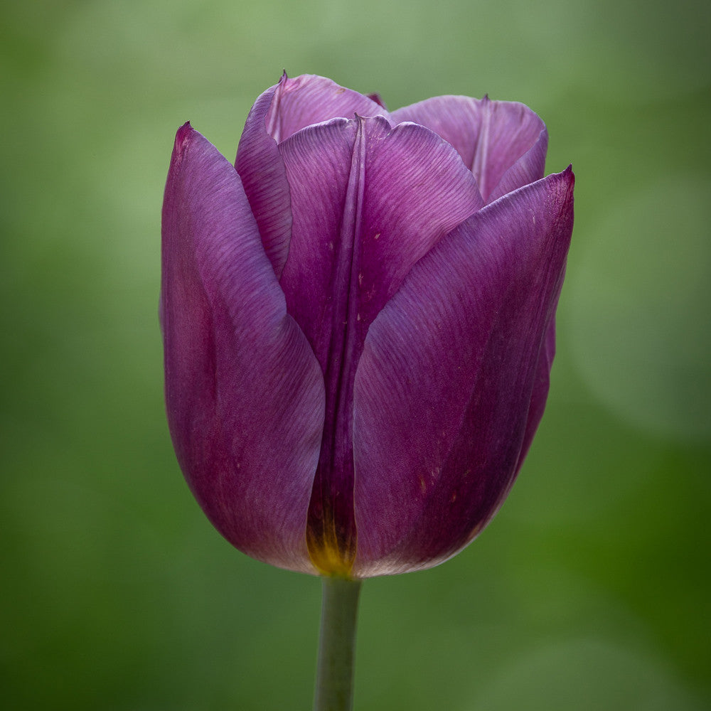 Mellow Tulip Collection | Tulip | Sarah Raven