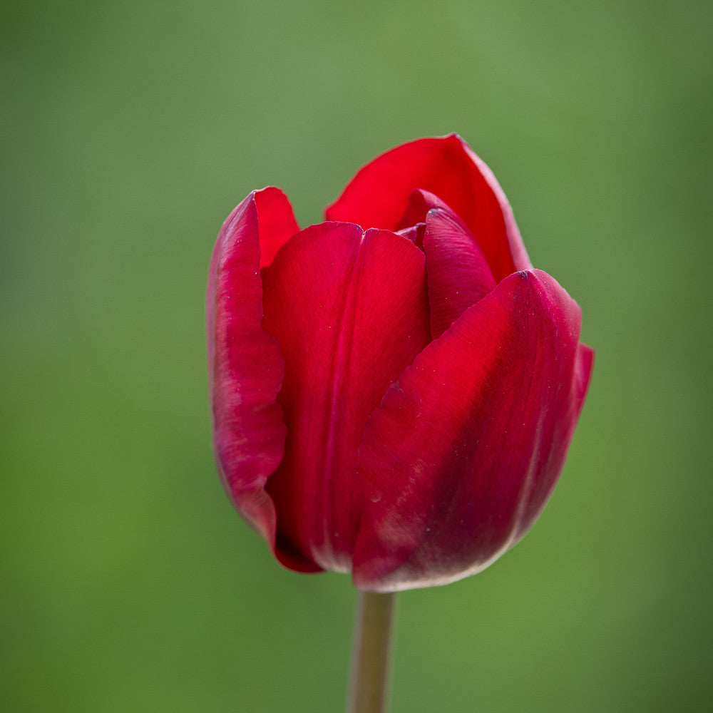 Tulip 'Heleen Valstar'