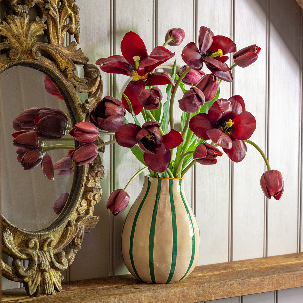 Tulip 'Dom Pedro'