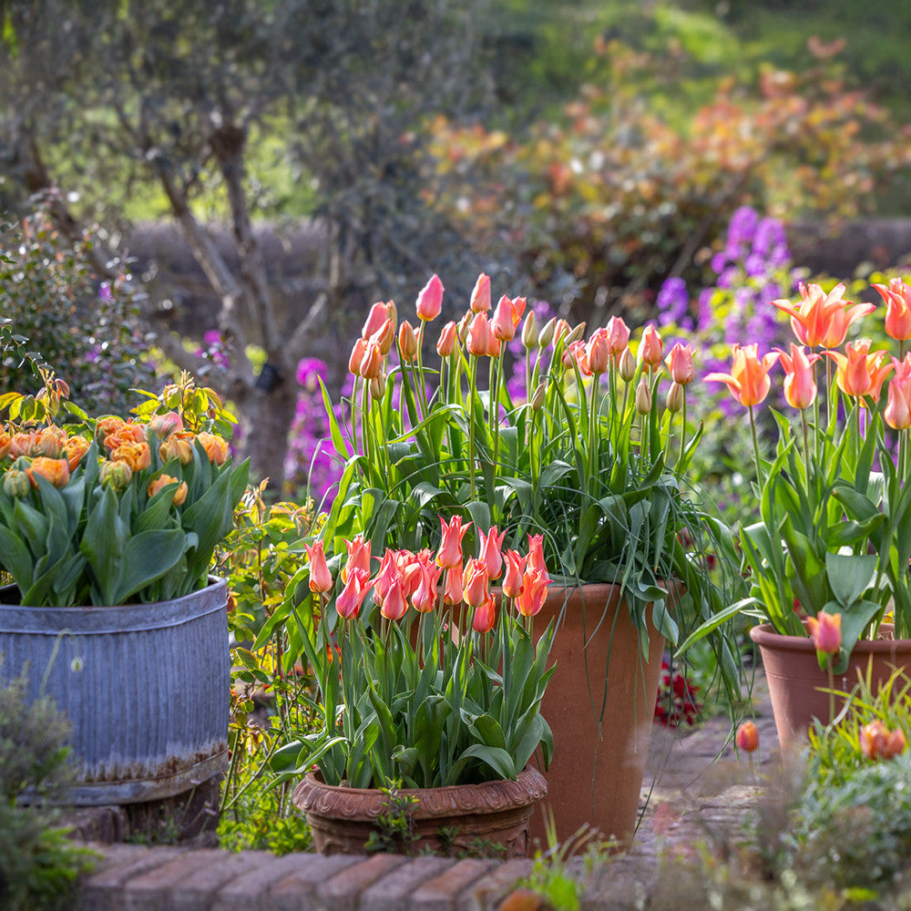 Apricot Pot Tulip Collection