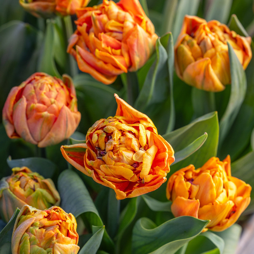 Apricot Pot Tulip Collection