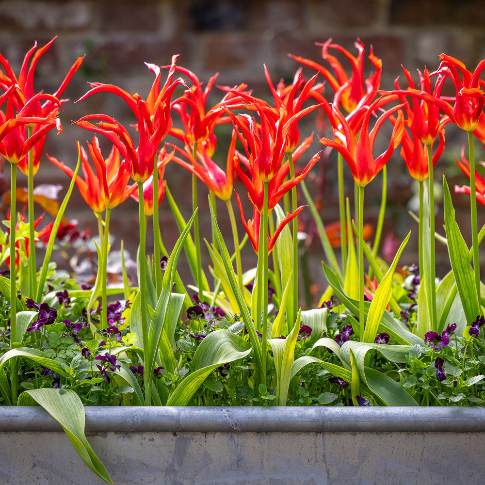 Buy Tulip 'Go Go Red' | Lily-Flowered Tulip Bulbs | Sarah Raven