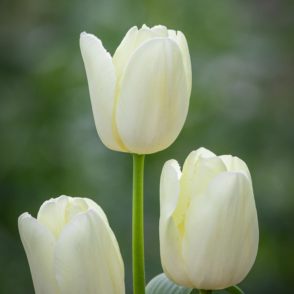 Tulip 'Limoncello'