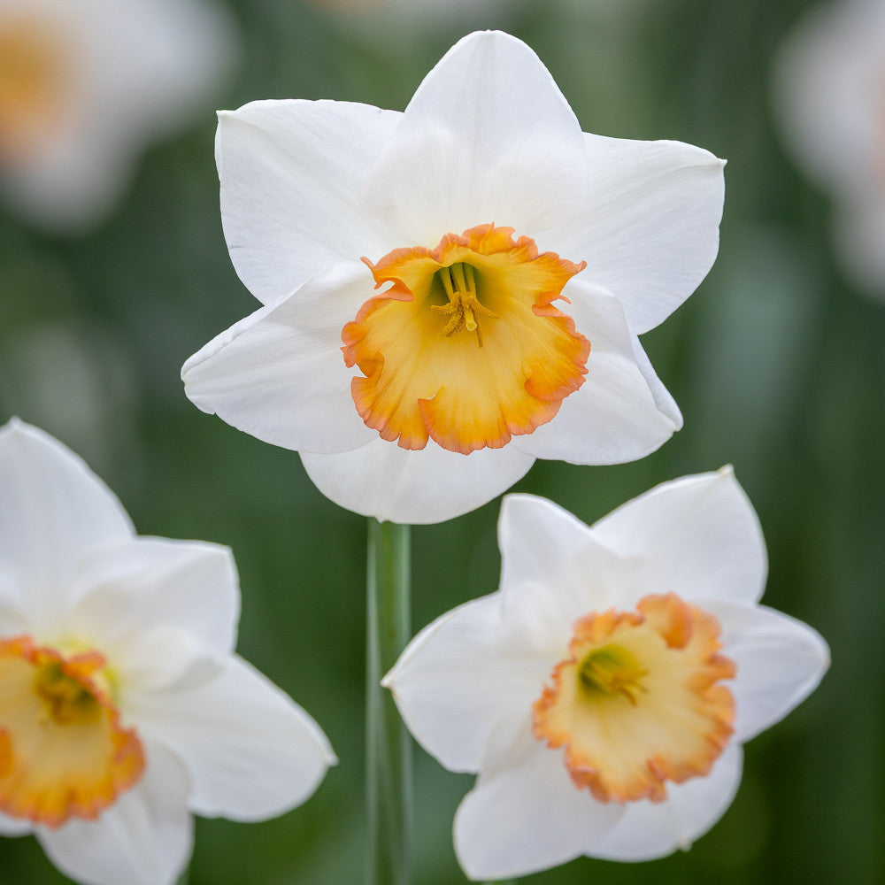 Narcissus 'Precedent'