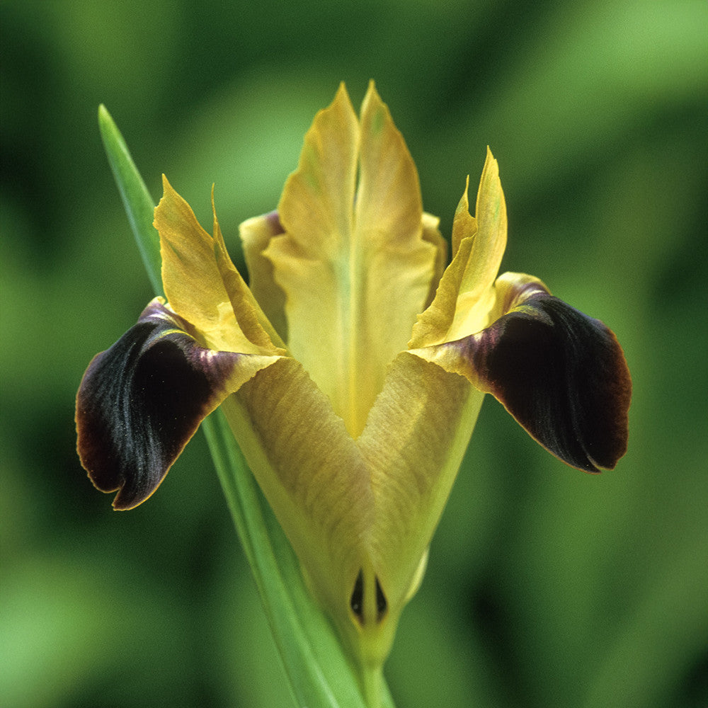 Iris tuberosa