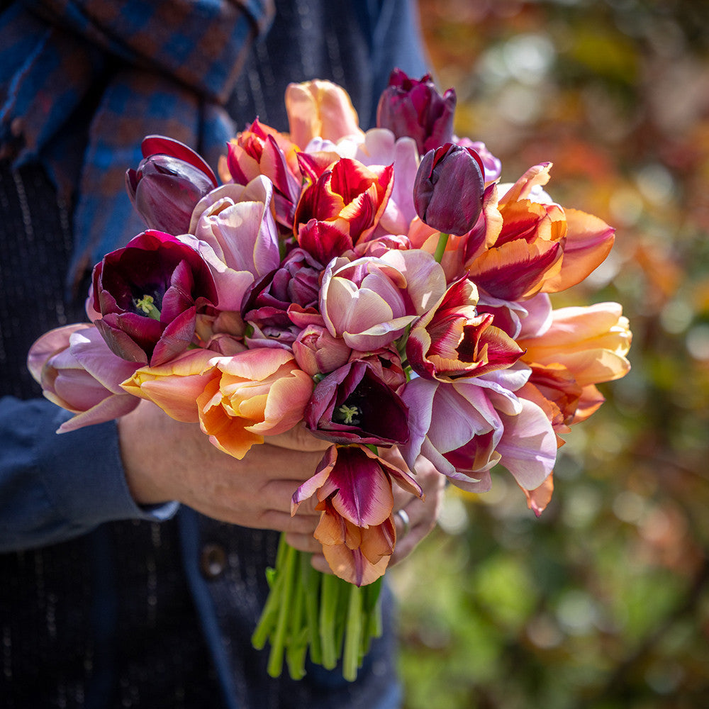 Smokey Hues Tulip Collection
