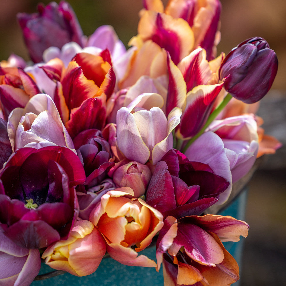 Smokey Hues Tulip Collection