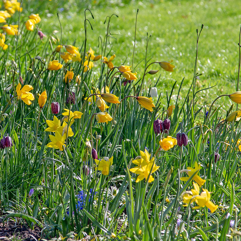Gouda Gardenscape Mix
