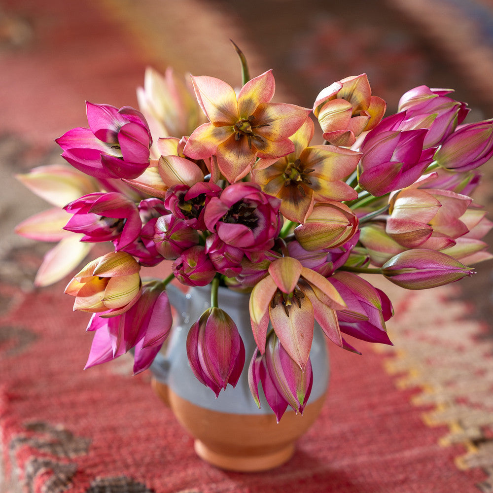 Species Tulip Duo Collection