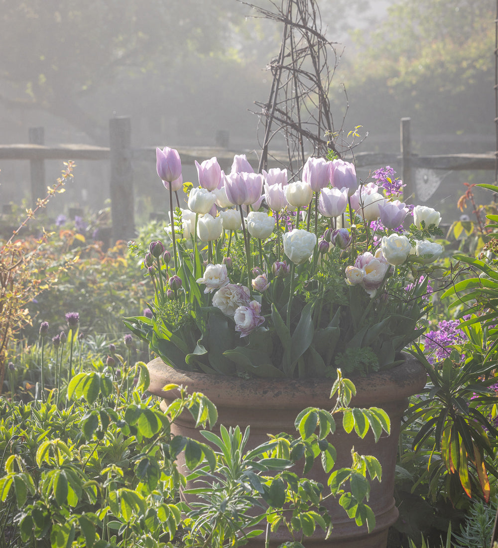Spring Clouds Tulip Collection