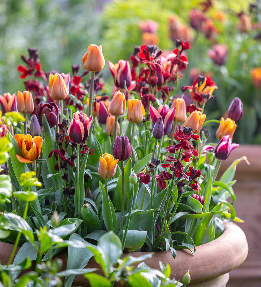 Tudor Brick Tulip Collection