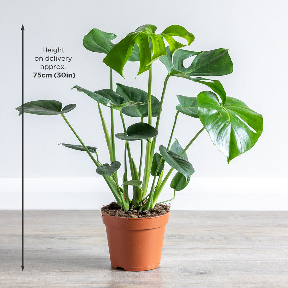Monstera deliciosa (Swiss cheese plant)