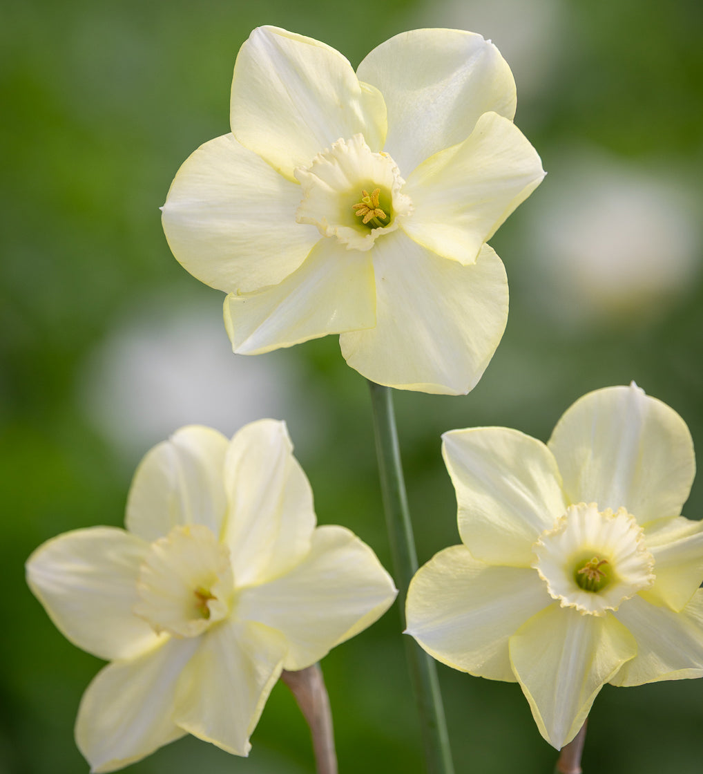 Narcissus 'Avalon'
