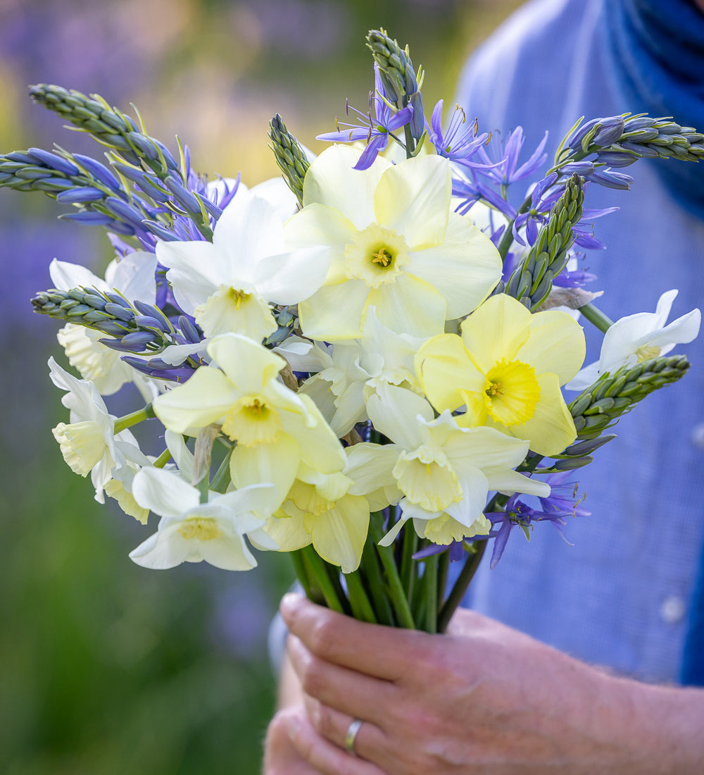 Spring Meadow Bulb Collection