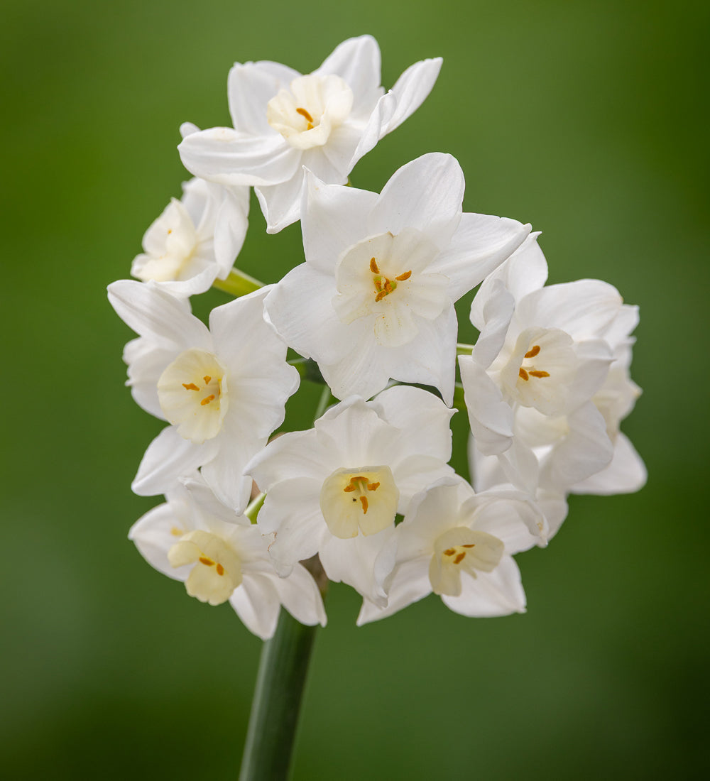 Narcissus 'Polly's Pearl'