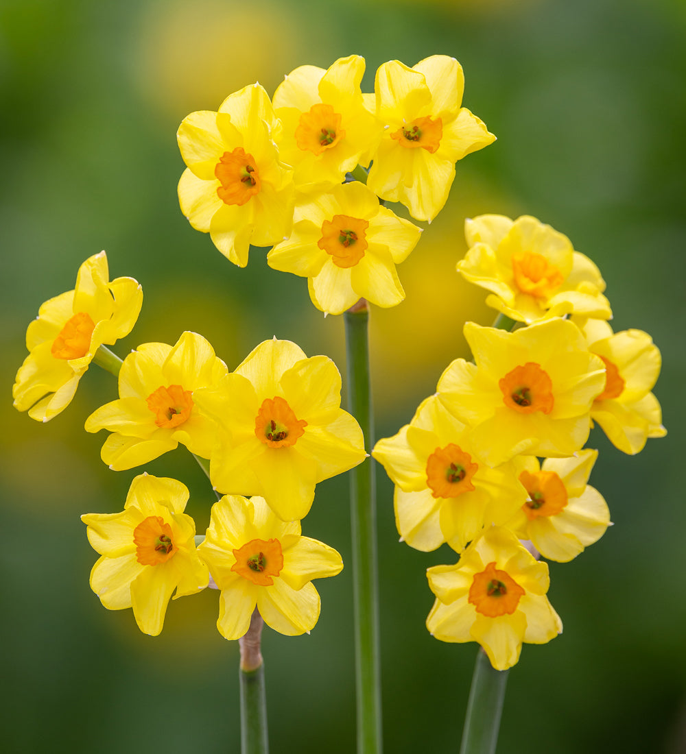 Narcissus 'Golden Dawn'