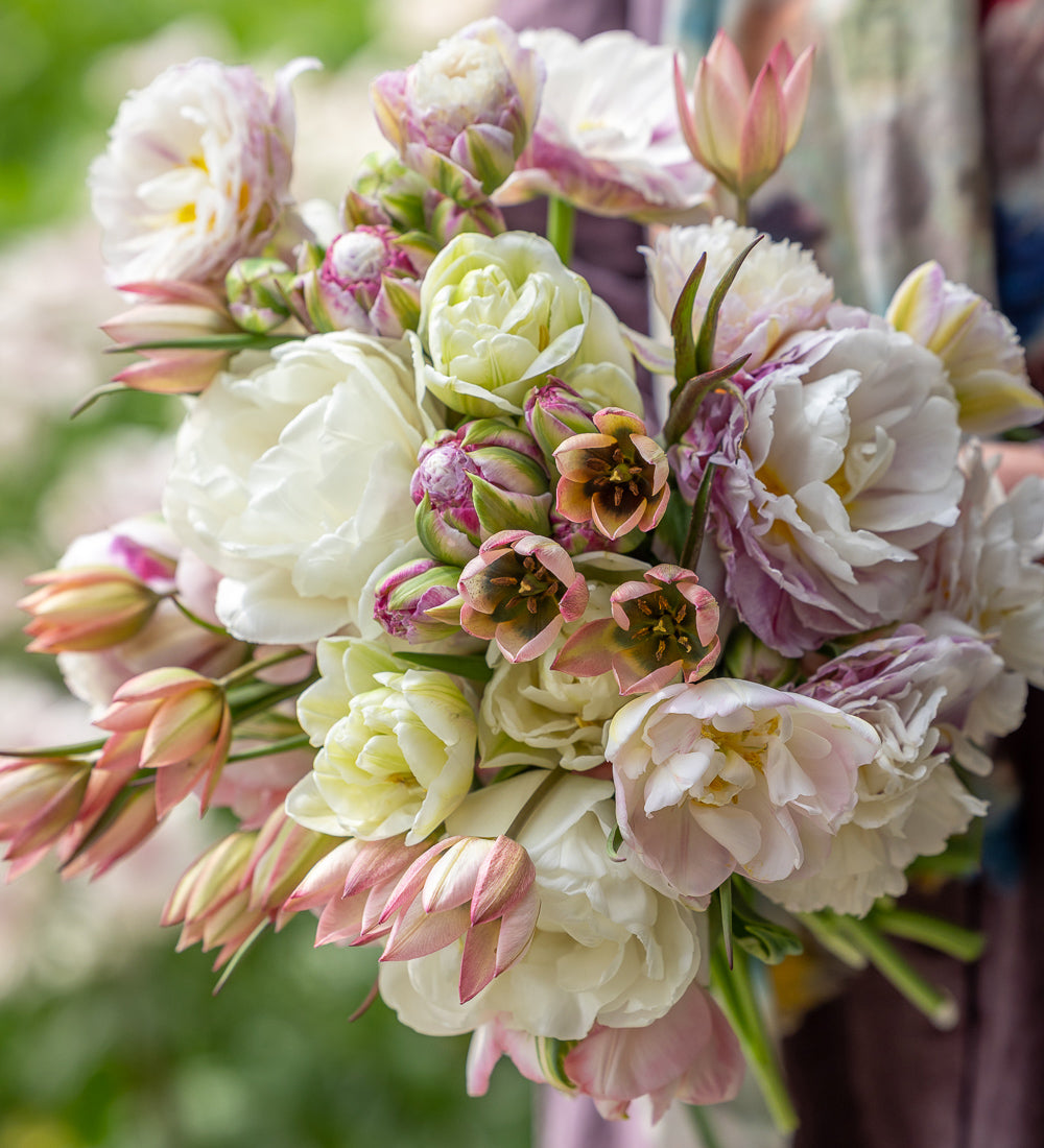 Mother of Pearl Tulip Collection