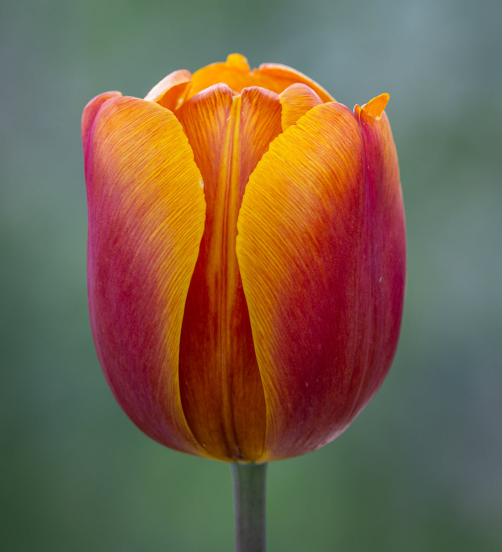 Tulip 'Bronze Perfection'