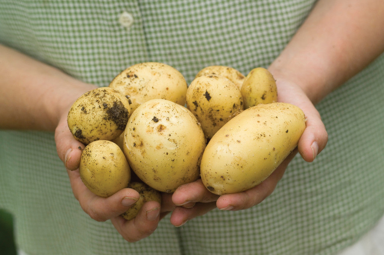 Potato 'Charlotte'