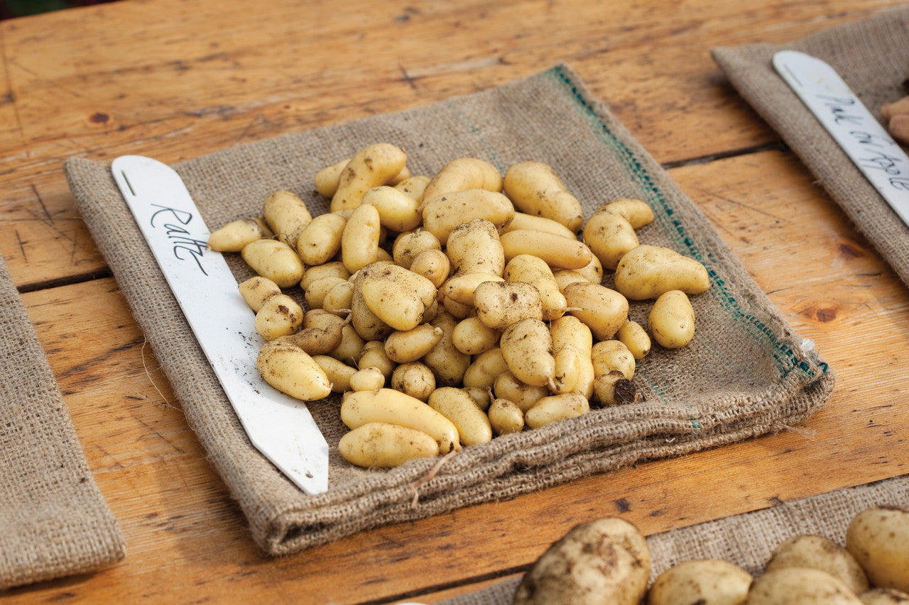 Potato 'Ratte'