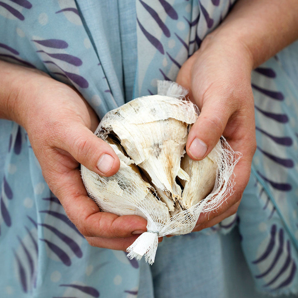 Elephant Garlic
