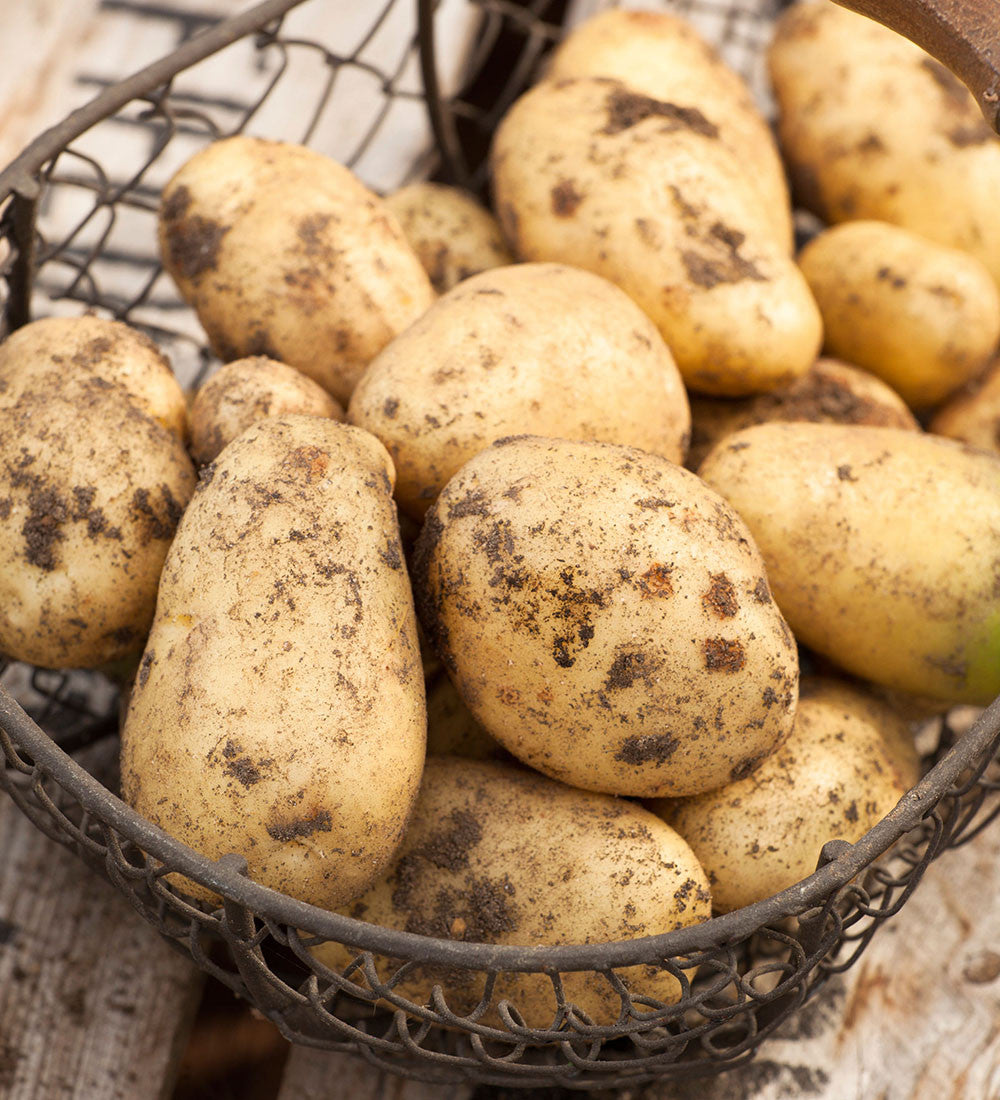 Potato 'Sharpe's Express'