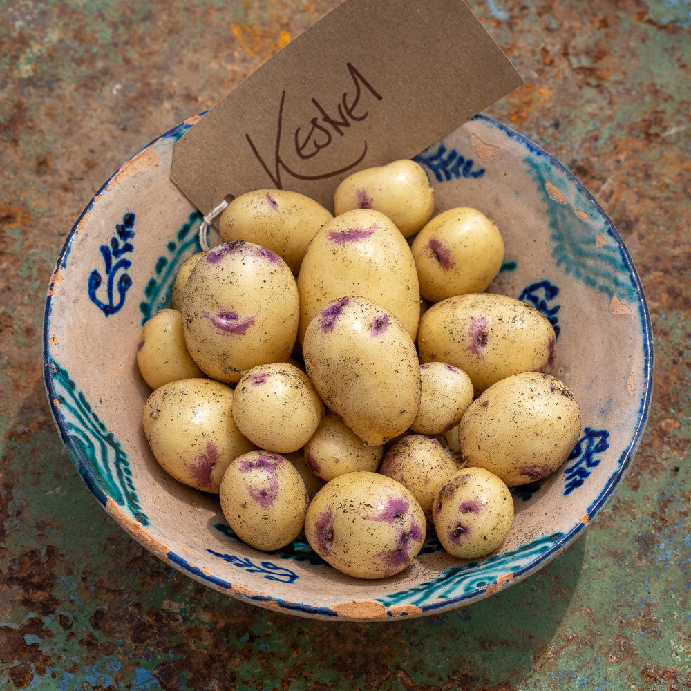 Potato 'Kestrel'