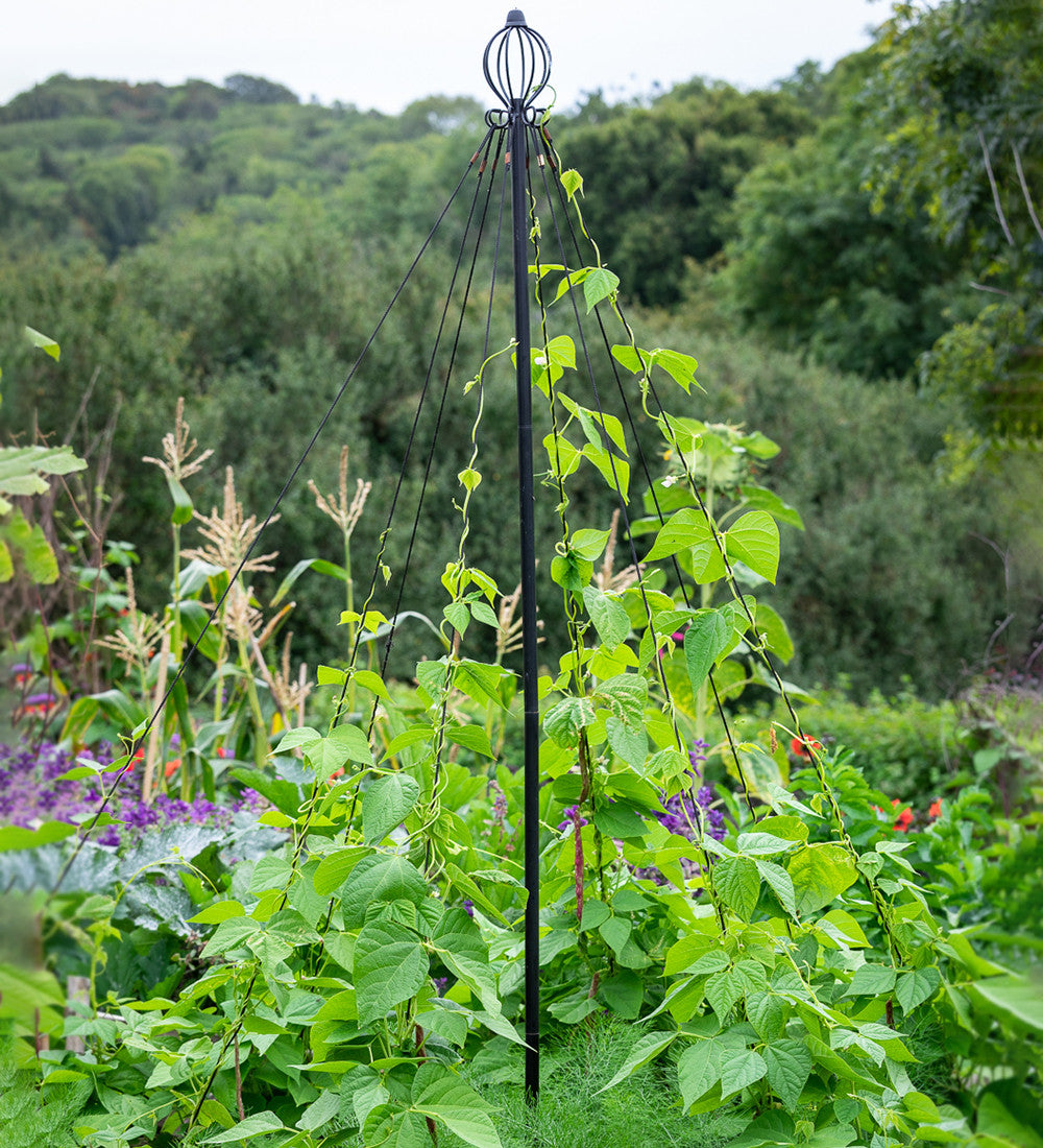 Pea and Bean Maypole