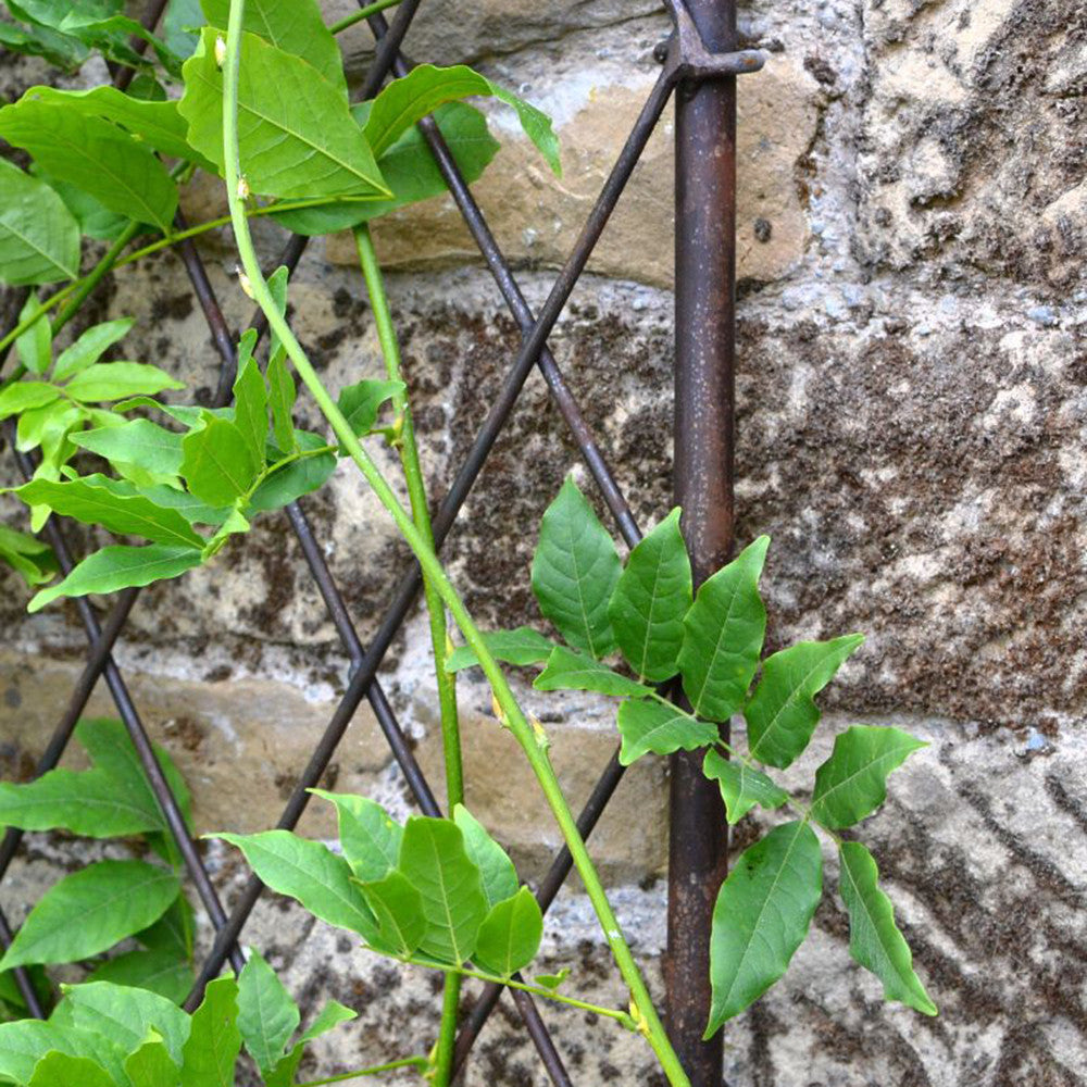 Wall Trellis