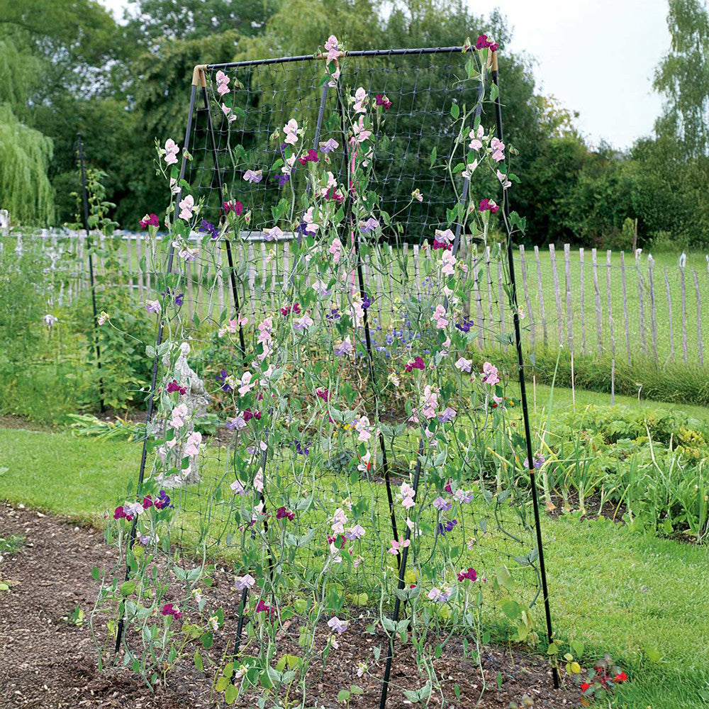 Pea & Bean Frame