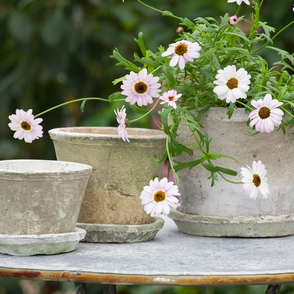 Antiqued Whitestone Pots and Saucers