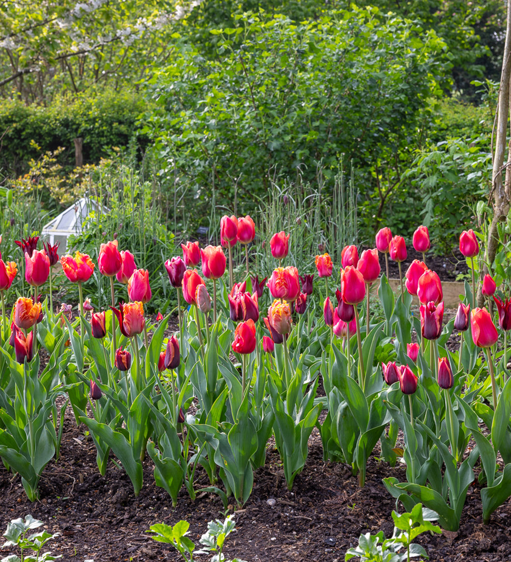 Perfect for Picking Tulip Collection
