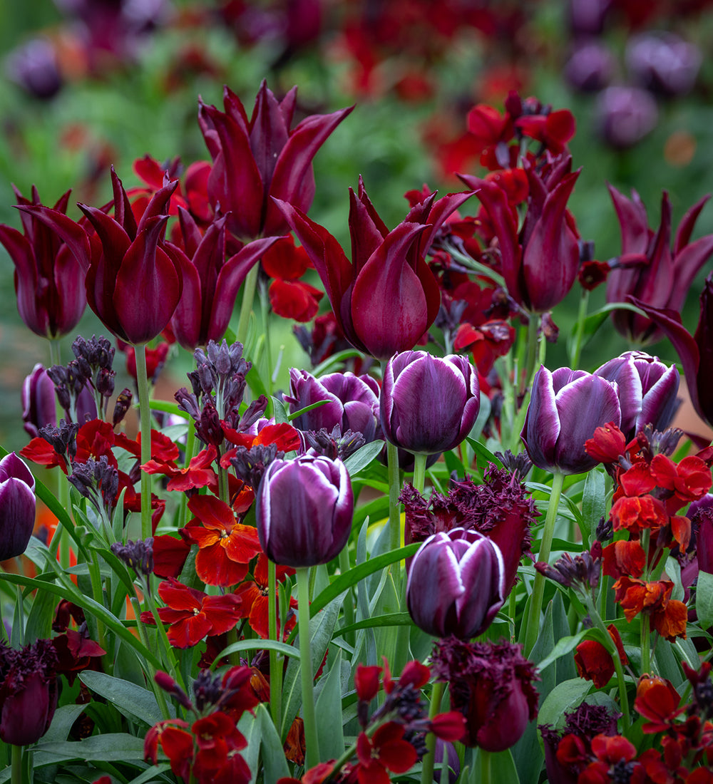 Silk Velvet Tulip and Wallflower Collection