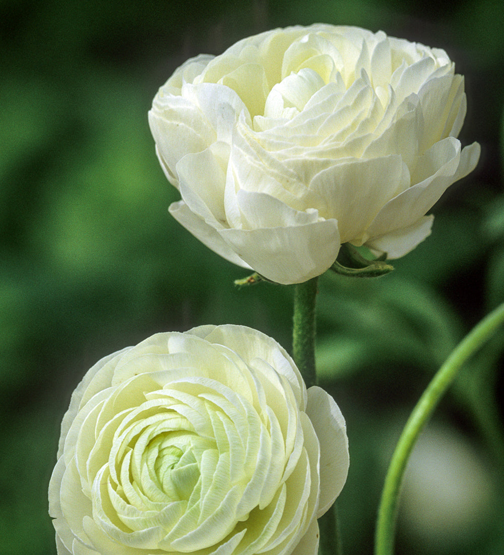 Ranunculus 'Amadine White'
