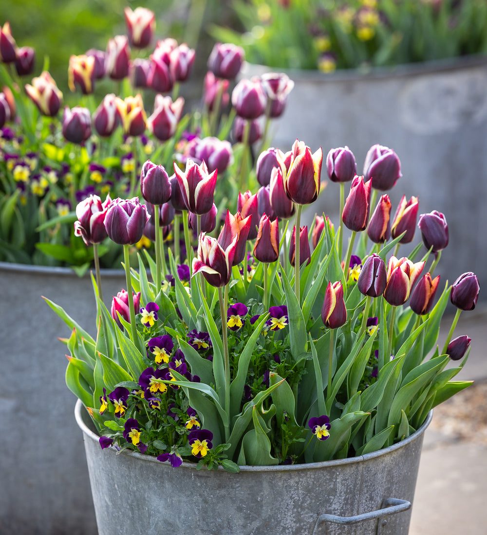 Granite & Quartz Tulip Mix