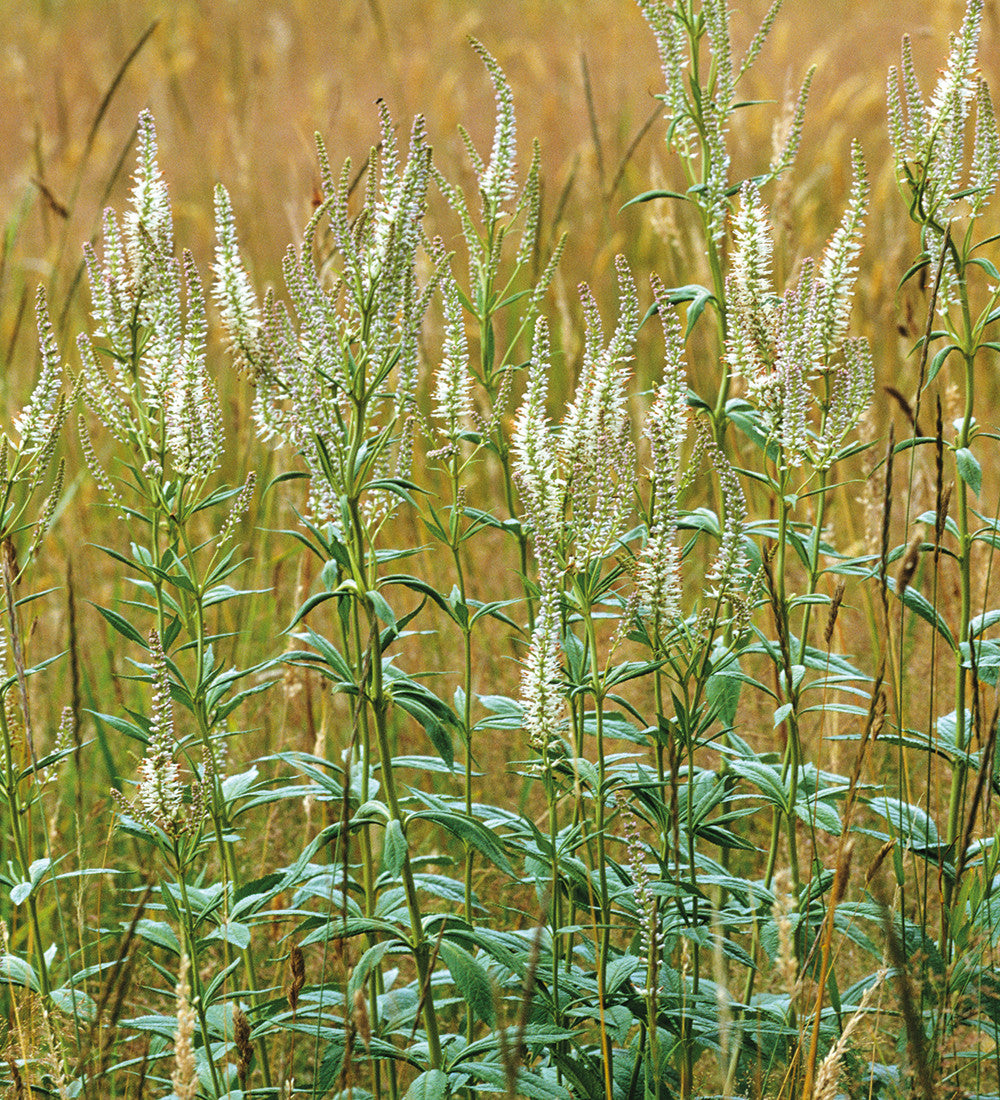 Veronicastrum virginicum 'Album'