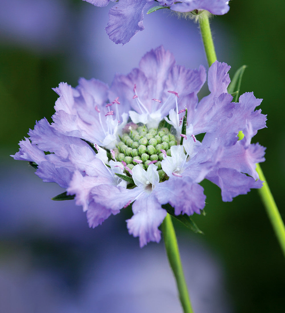 Scabiosa caucasica 'Perfecta Blue'