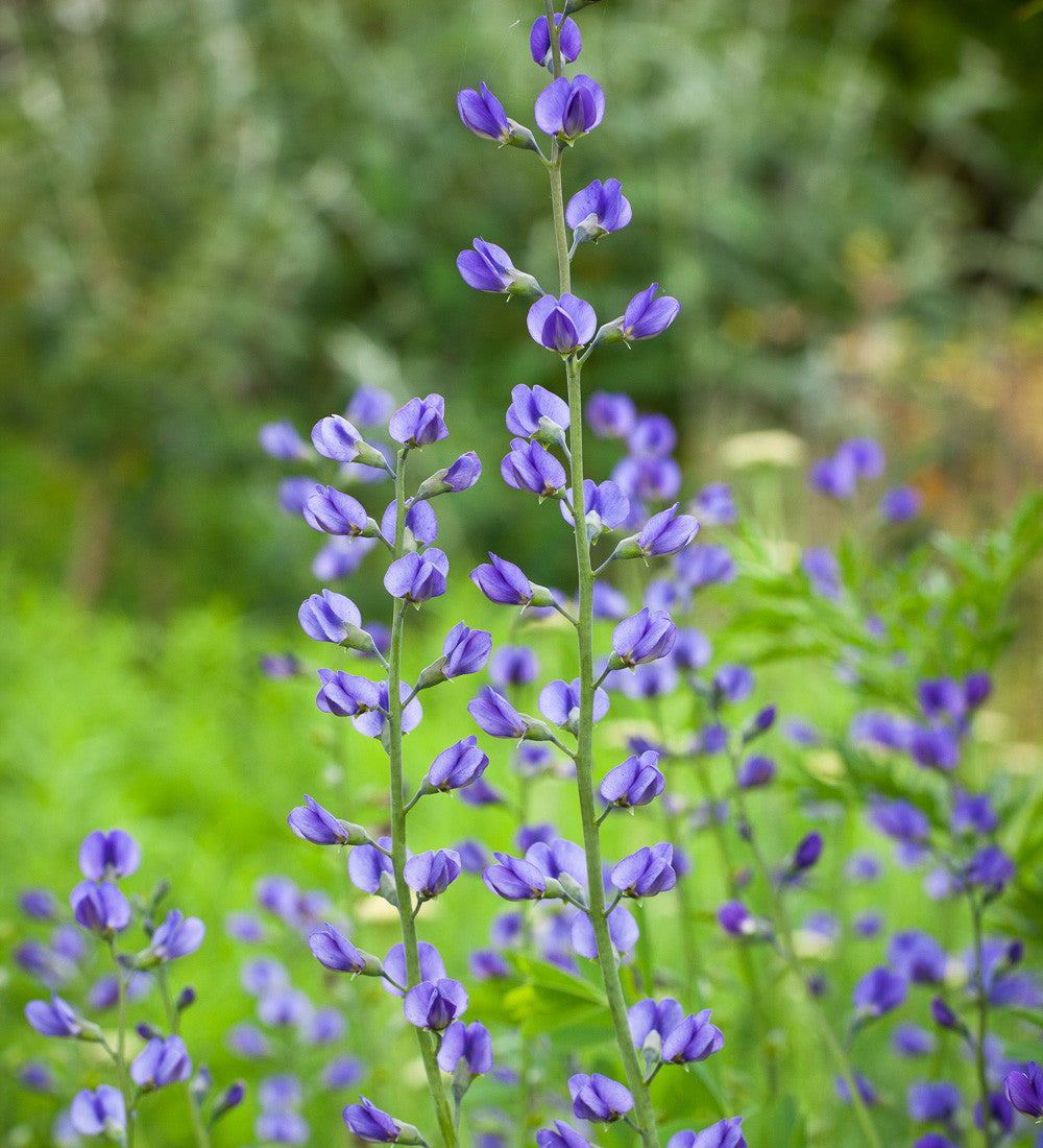 Baptisia australis