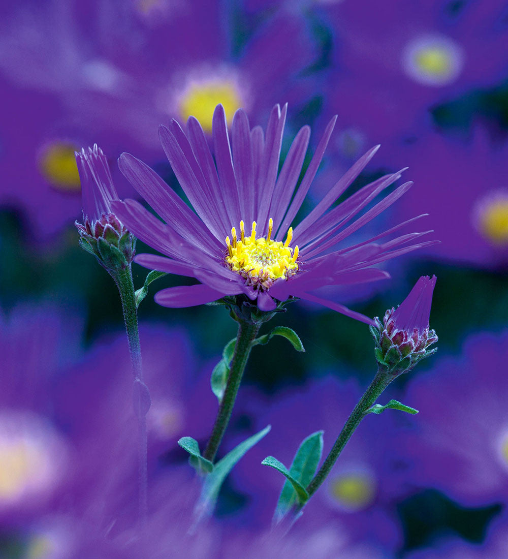 Aster amellus 'Veilchenkonigin'